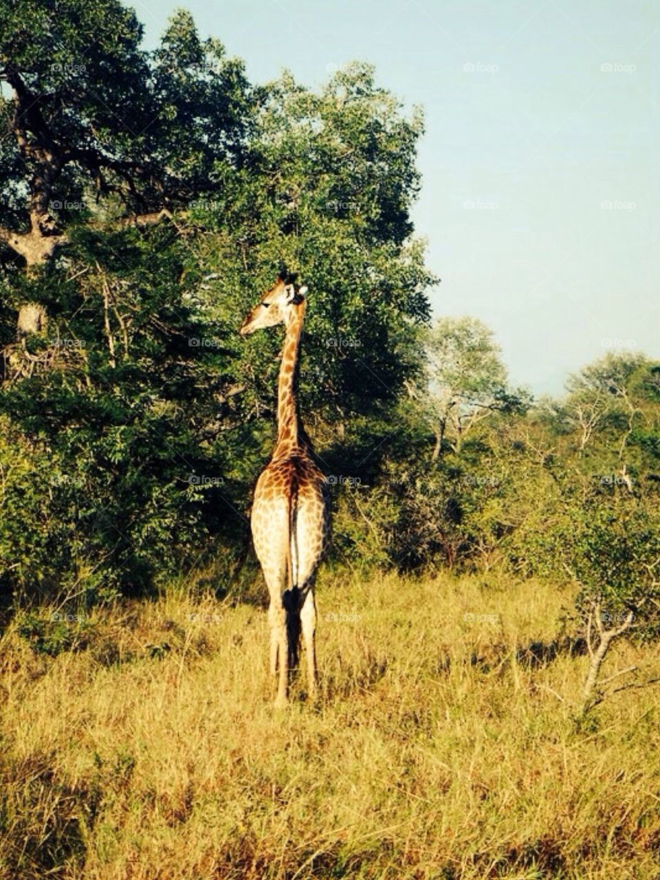 Giraffe Back . Safari at Kruger in South Africa 