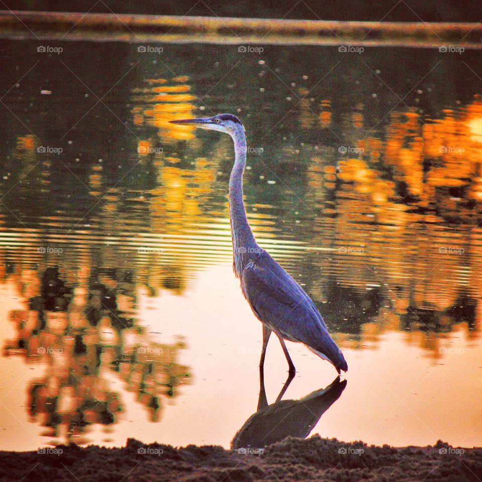 Blue at sunset 