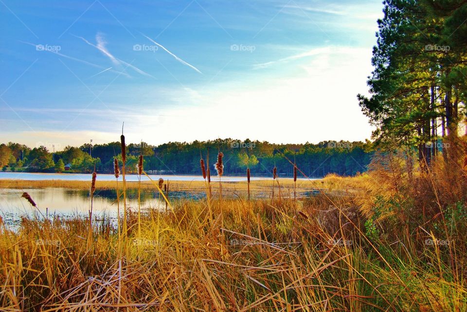 Cat Tails on River