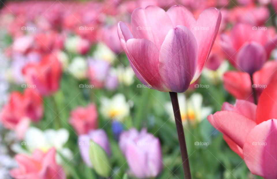 Beauty of tulips