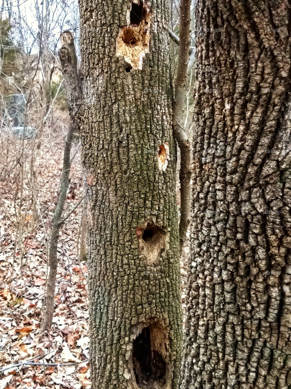 Woodpeckers have drilled up this tree in an overgrown cemetery in rural Missouri.