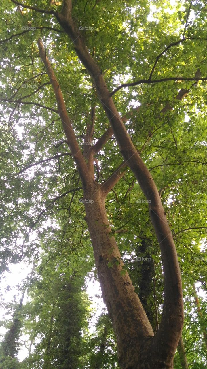 Tree, wood, nature, trunk