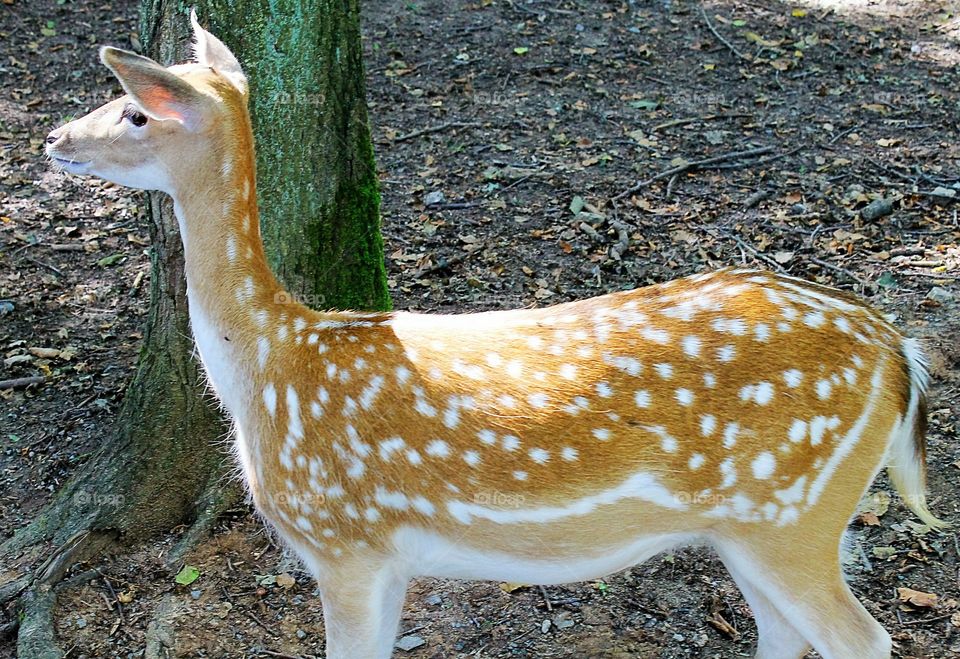 female deer