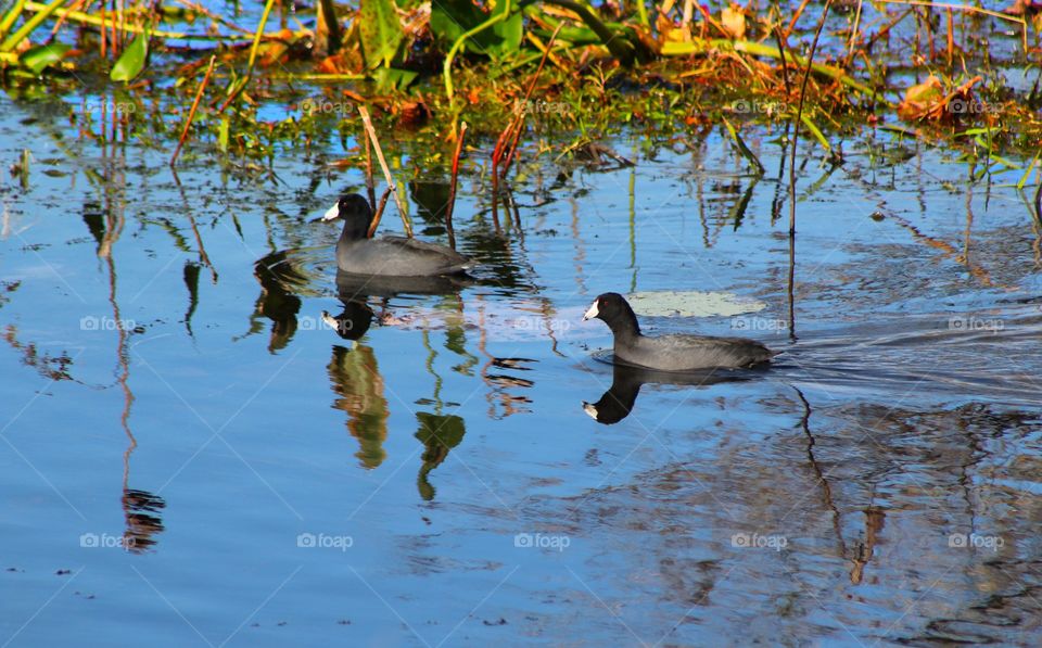 Two water birds swimming 