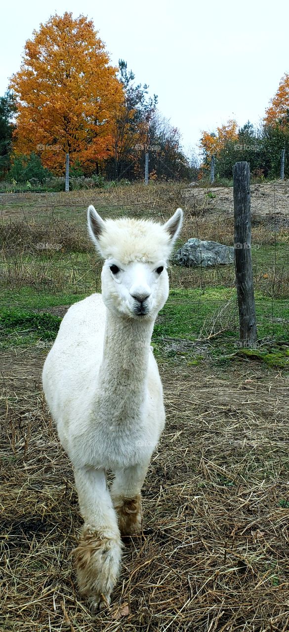 Alpaca