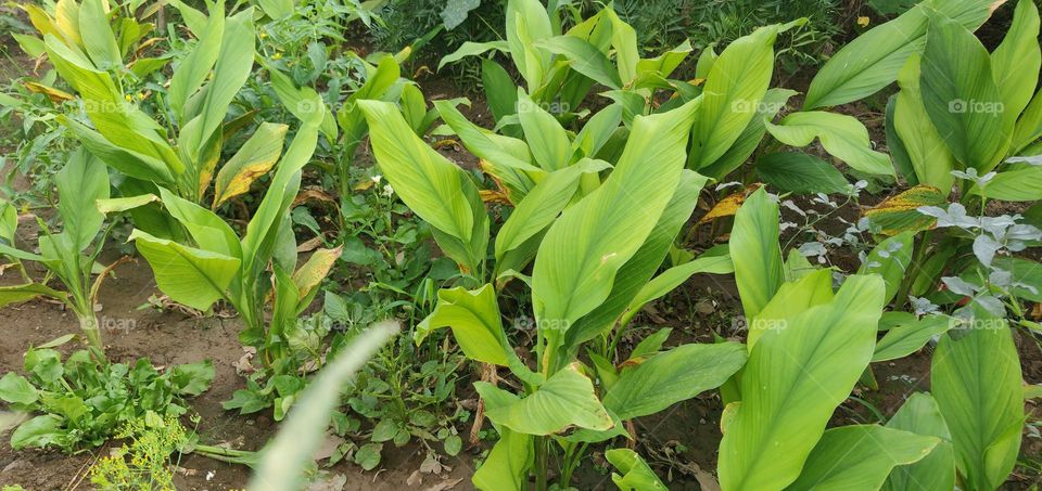 Tree turmeric is widely used in Ayurveda and traditional Chinese medicine. People use tree turmeric for diabetes, high cholesterol, burns, and many other conditions, but there is no good scientific evidence to support these uses. Do not confuse Tree