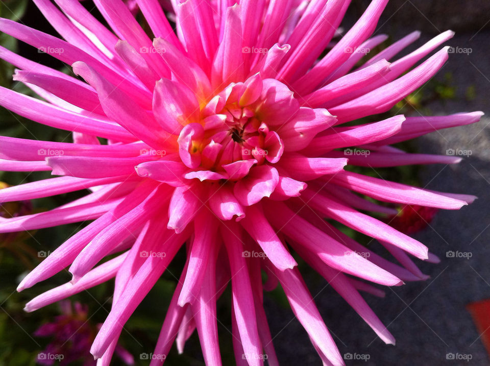 sweden pink flower closeup by magnor