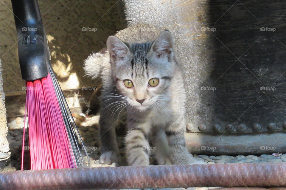 Happy feet as a kitty