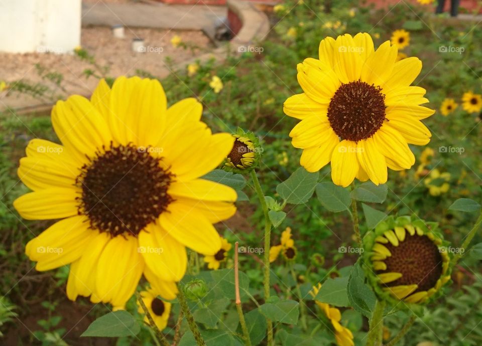 India Puducherry bharathi park twin sunflower