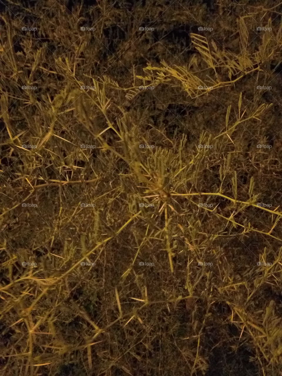 Gum arabic tree at night.