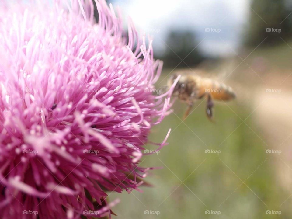 Honey Bee beautiful nature
