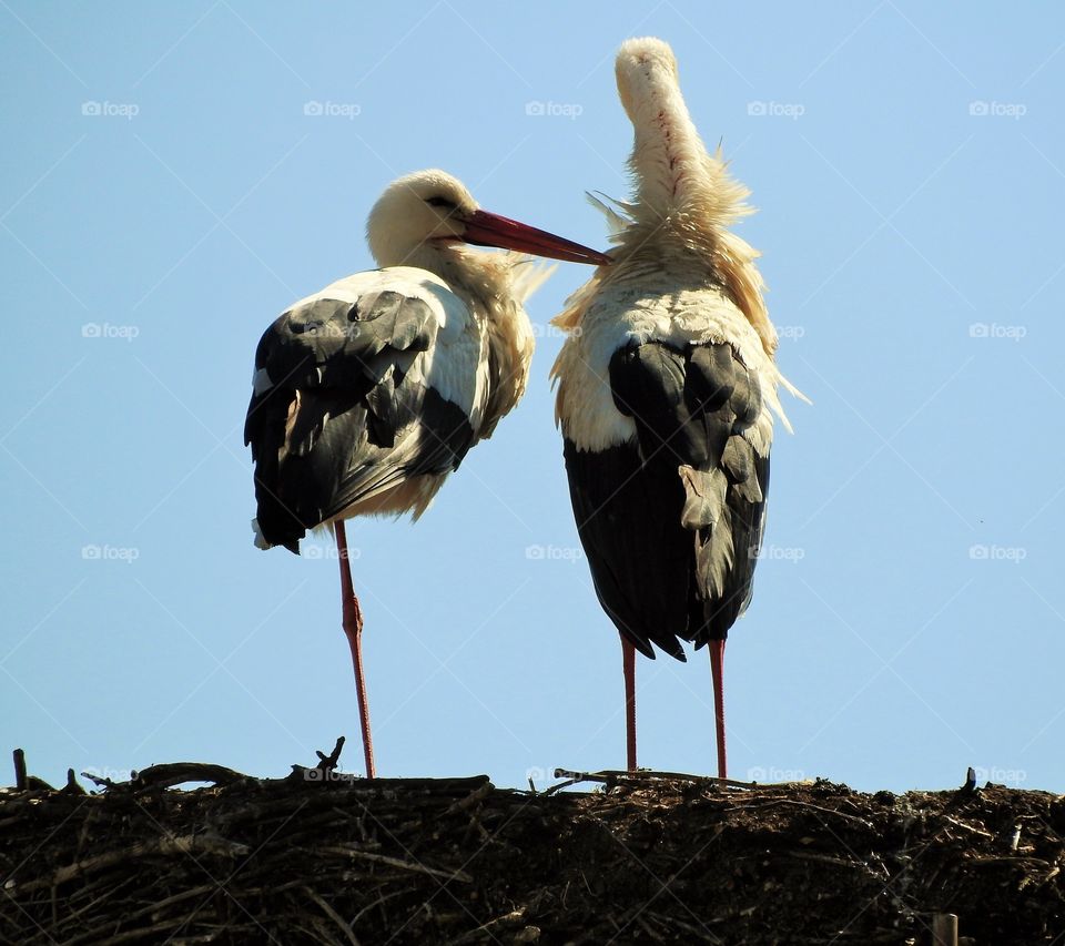 Loving cranes are similar to human beings as they seems to be.