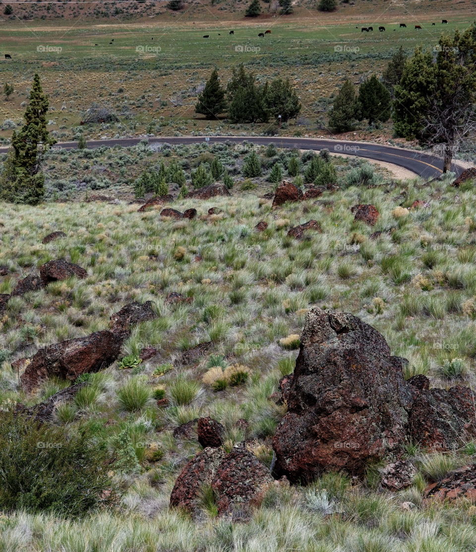 A road in Eastern Oregon winds through canyons, hills, and cliffs covered in trees and fresh green sagebrush on a sunny spring morning. 