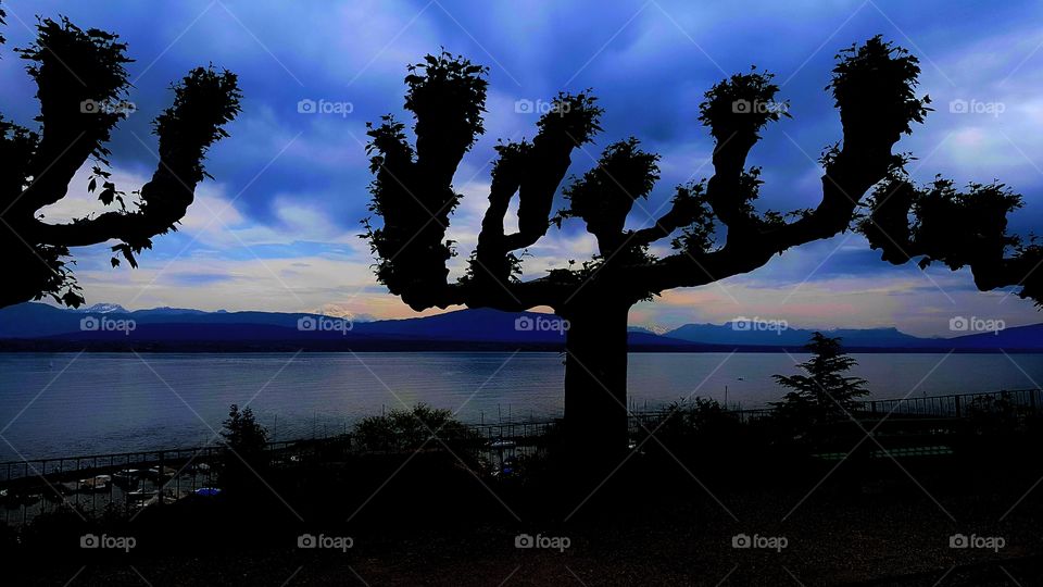 Shades of Sycamores. Geneva and Nyon's fabulous Sycamore trees pose elegantly against a backdrop of the Alps and Lake Geneva.