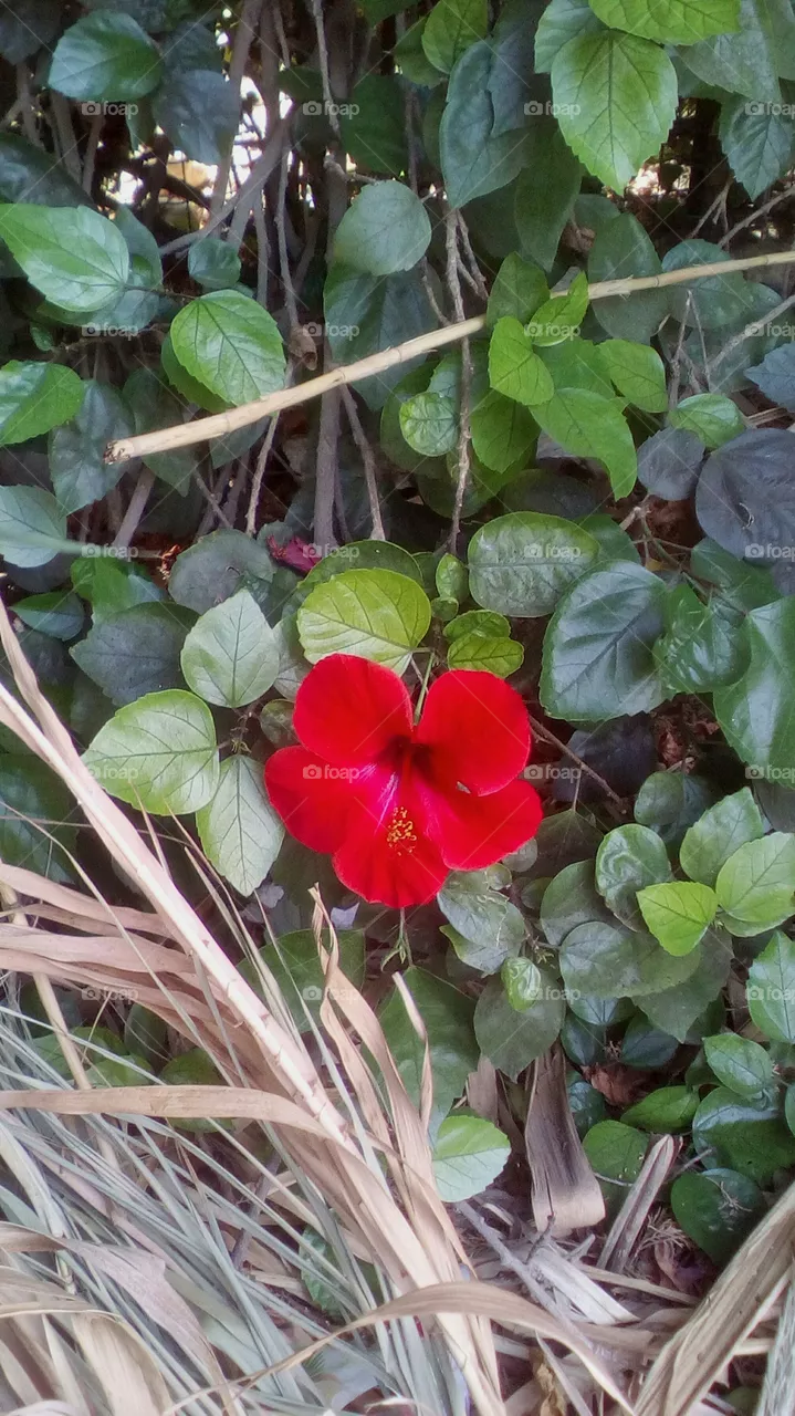 Flower