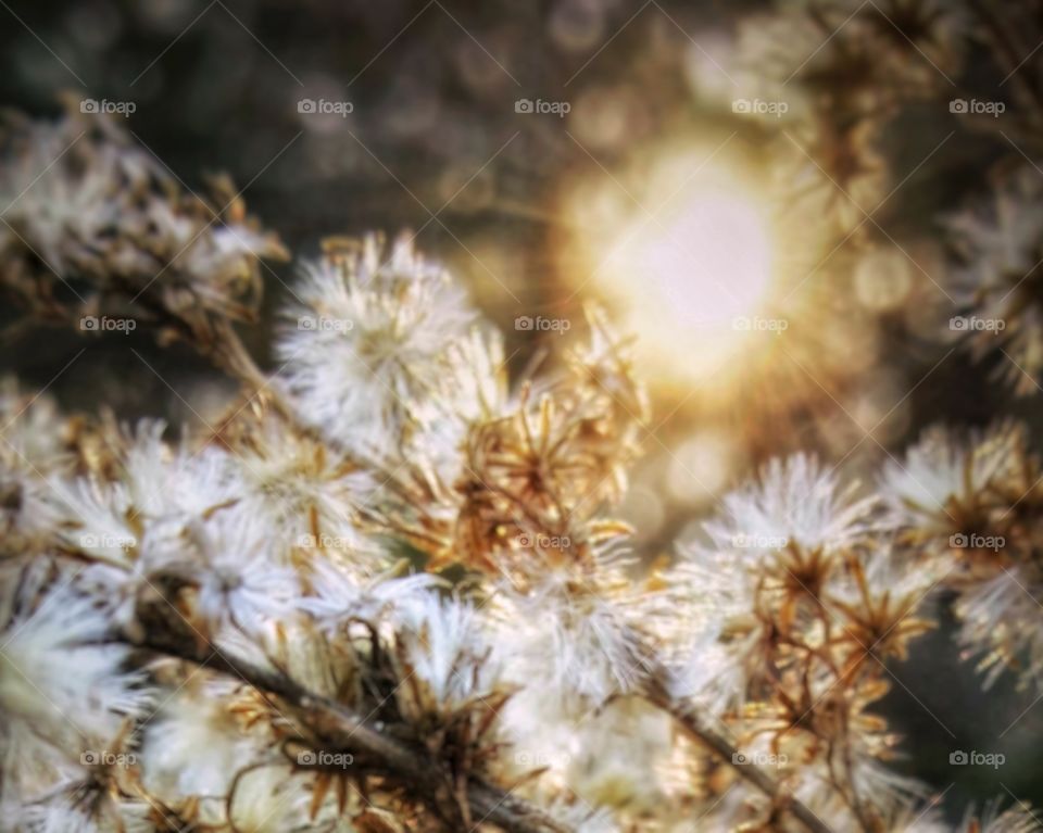 Sunrise on a fuzzy white weed