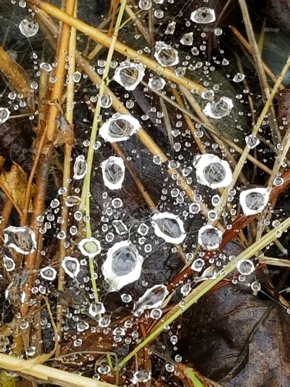raindrops on spider web