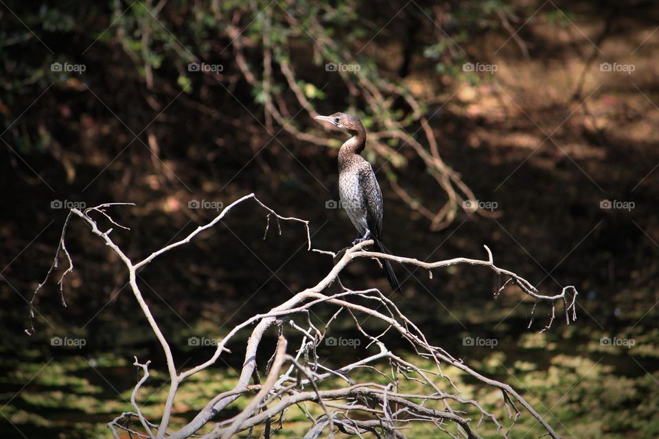 Little Cormorant sitting on branch without leaves, blurred forest natural background