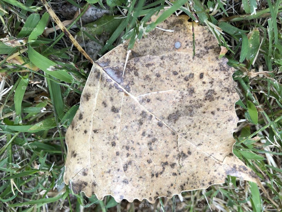 Spotted fall leaf