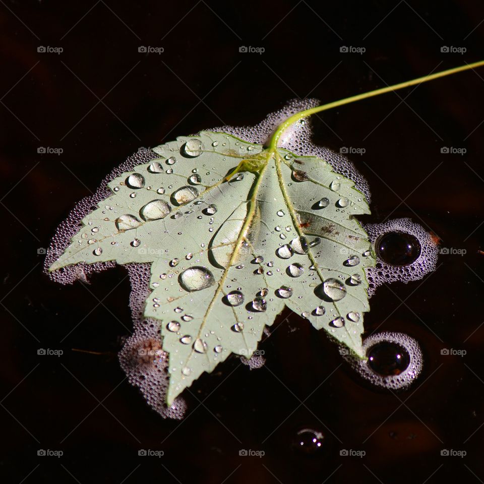 Leaf floating on water