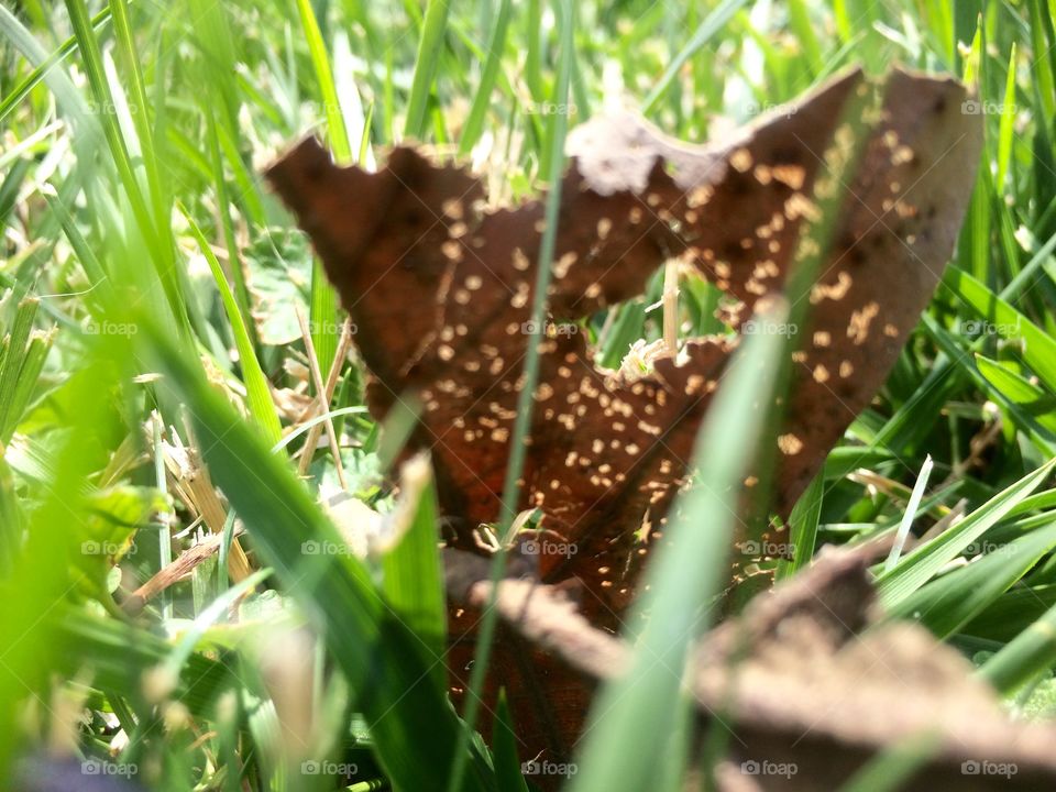 Leaf in the grass