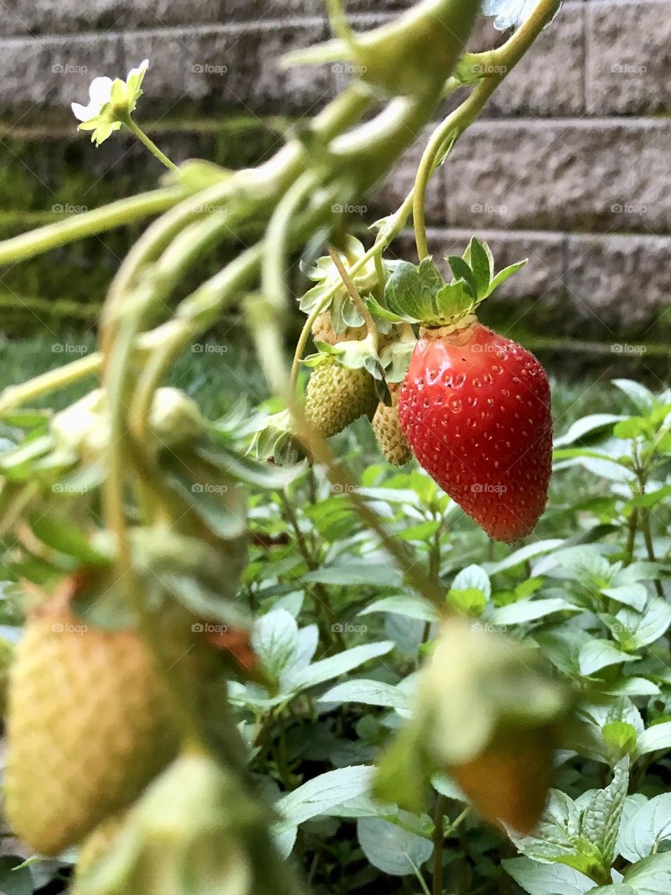 Summer strawberry fruit ripe growing hanging basket backyard suburb garden container gardening grow your own leaves foliage nature glimmer happiness