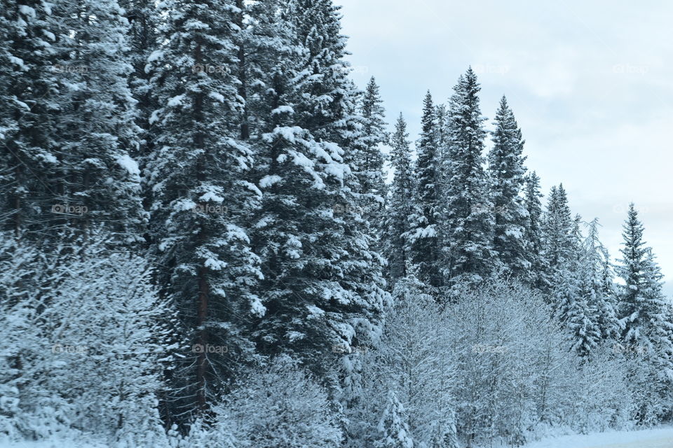View of frozen trees