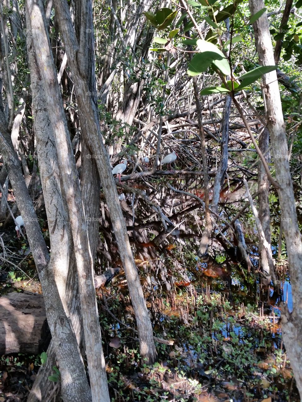Chillin birds. looking out the back of our campsite these birds spent quite some time hanging out.