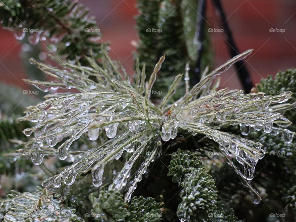 Freezing rain on pine needles