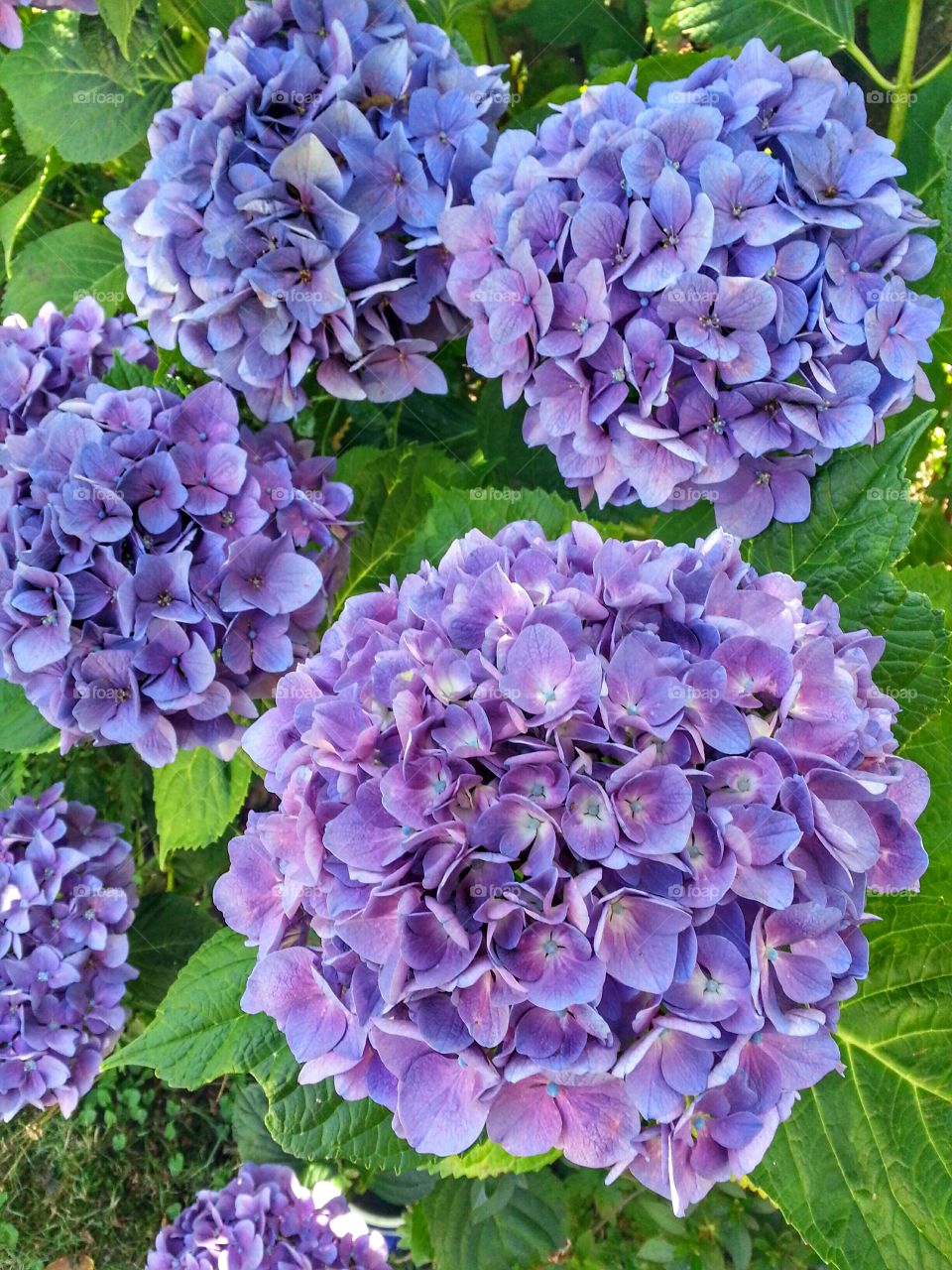 Hydrangea flowers