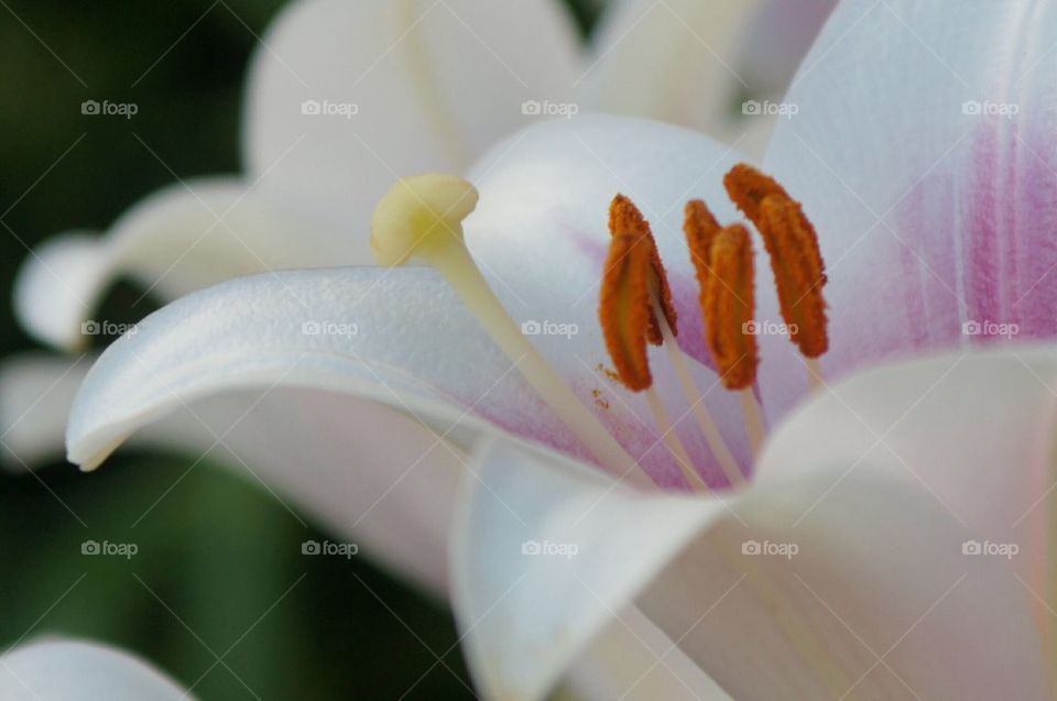 Beautiful lily in bloom