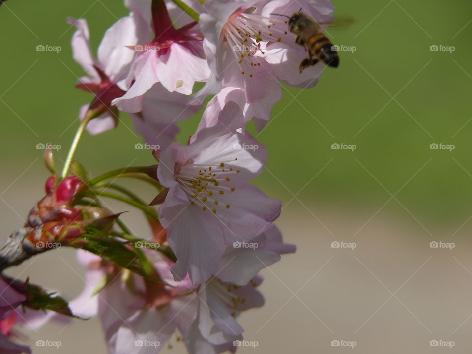 Cherry blossom with bee