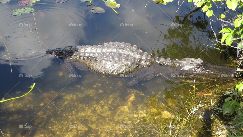 Alligator 