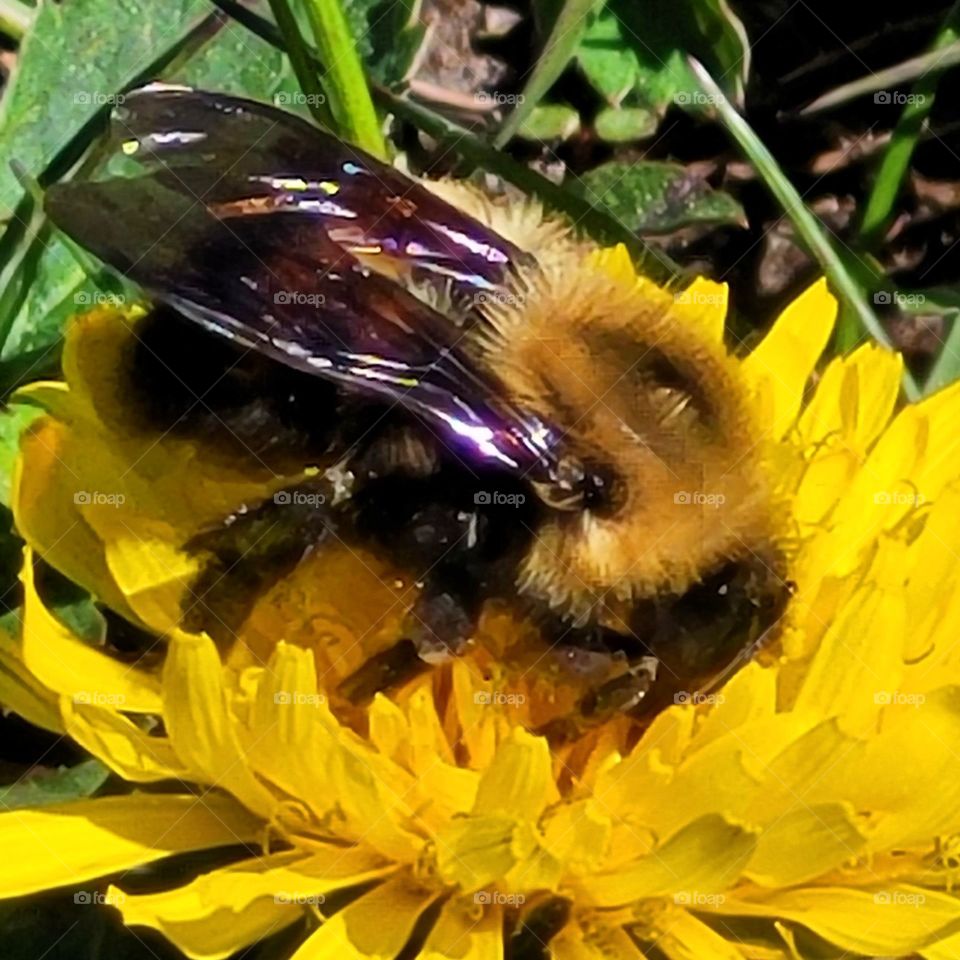 Bumble bee summer is here