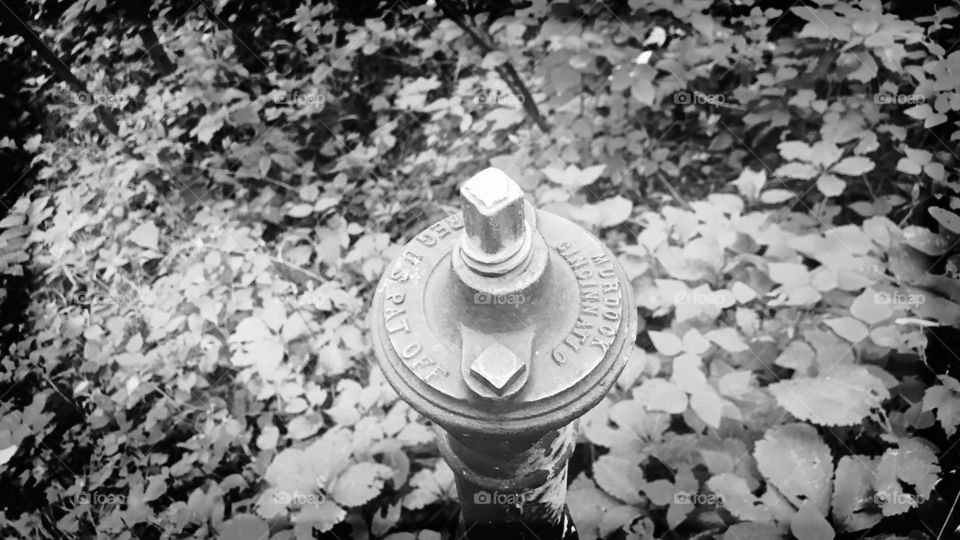 Old valve in the woods