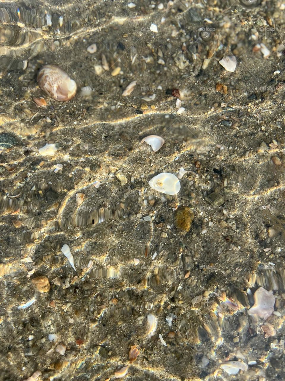 Shells sitting in ocean 