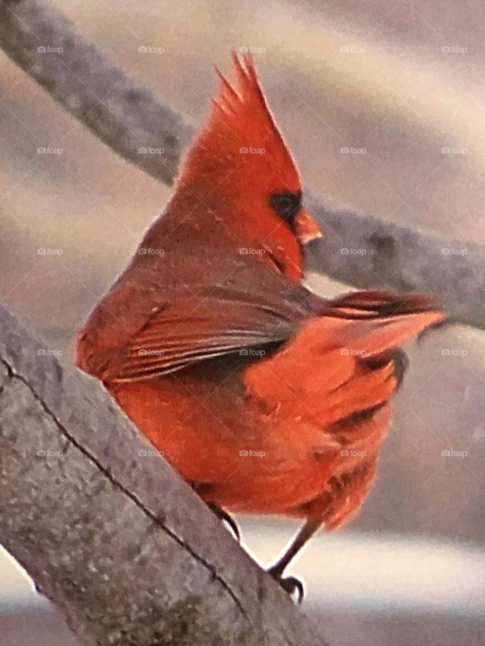 Cardinal