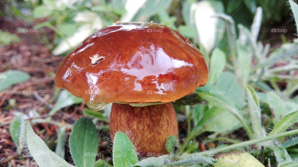 Mushroom in forest