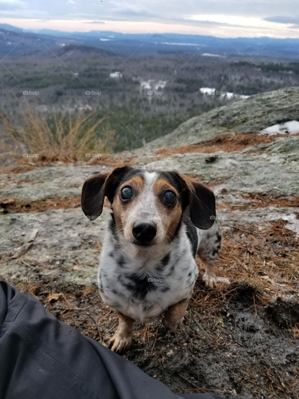 little dogs can hike too