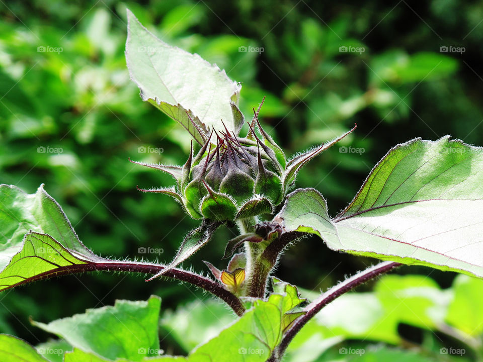 Leaf, Nature, Flora, Flower, Garden