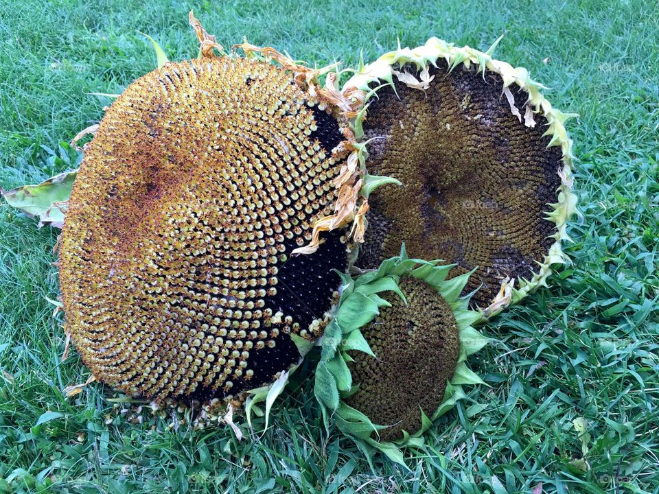 Seeds of Sunflowers