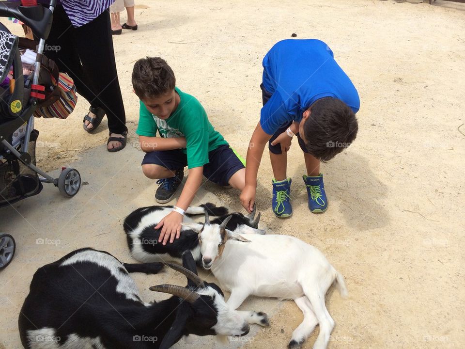 Kids Petting Goats