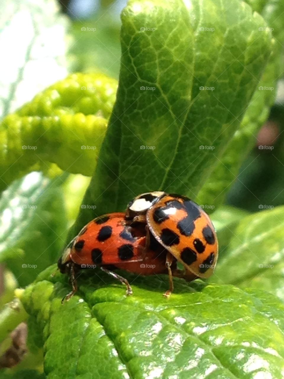 Ladybug love