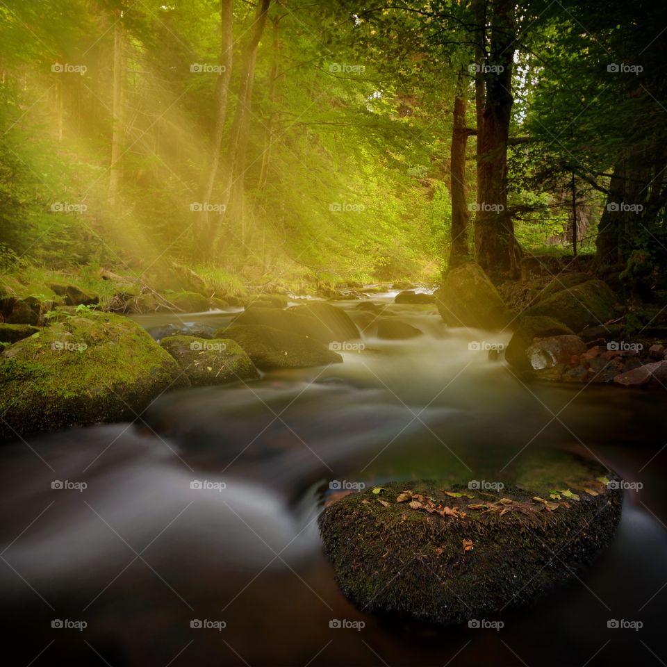 Mystic Forest in Germany