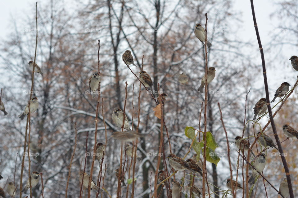 Sparrows at tree branches in forest