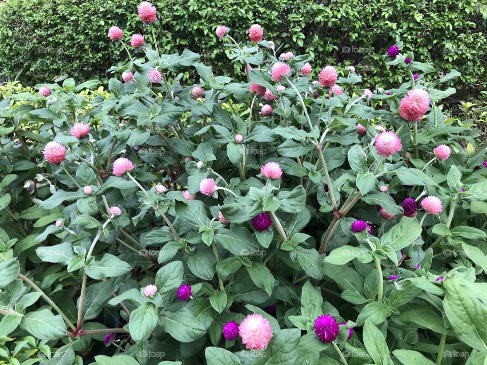 Globe amaranth