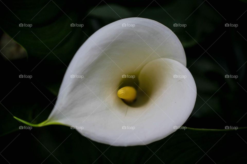 Calla