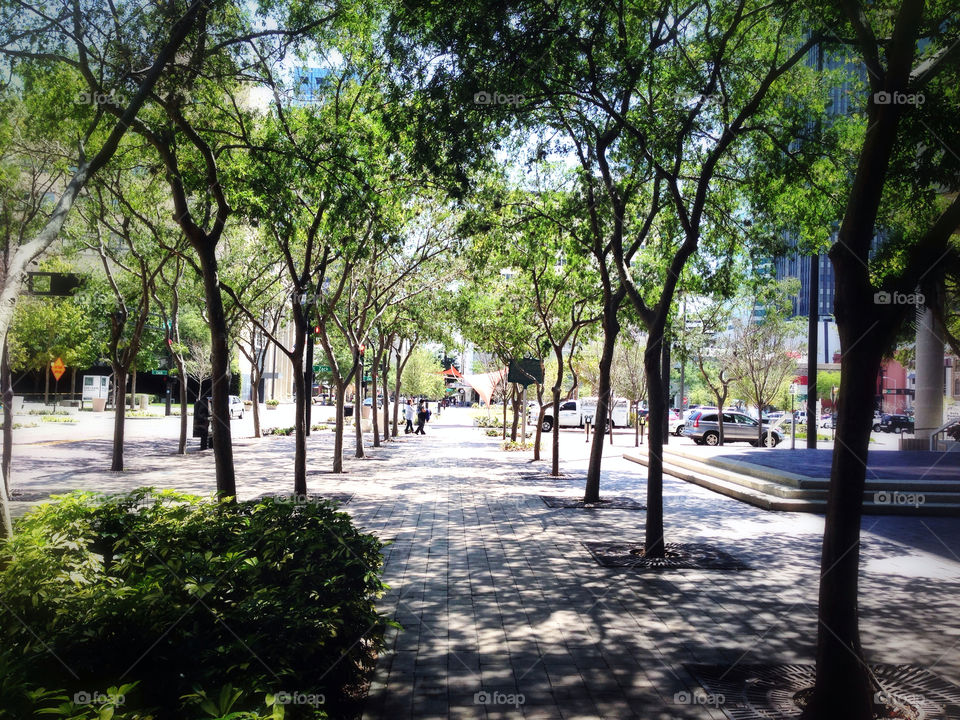 sidewalk sunshine trees shadows by shawnhileman47