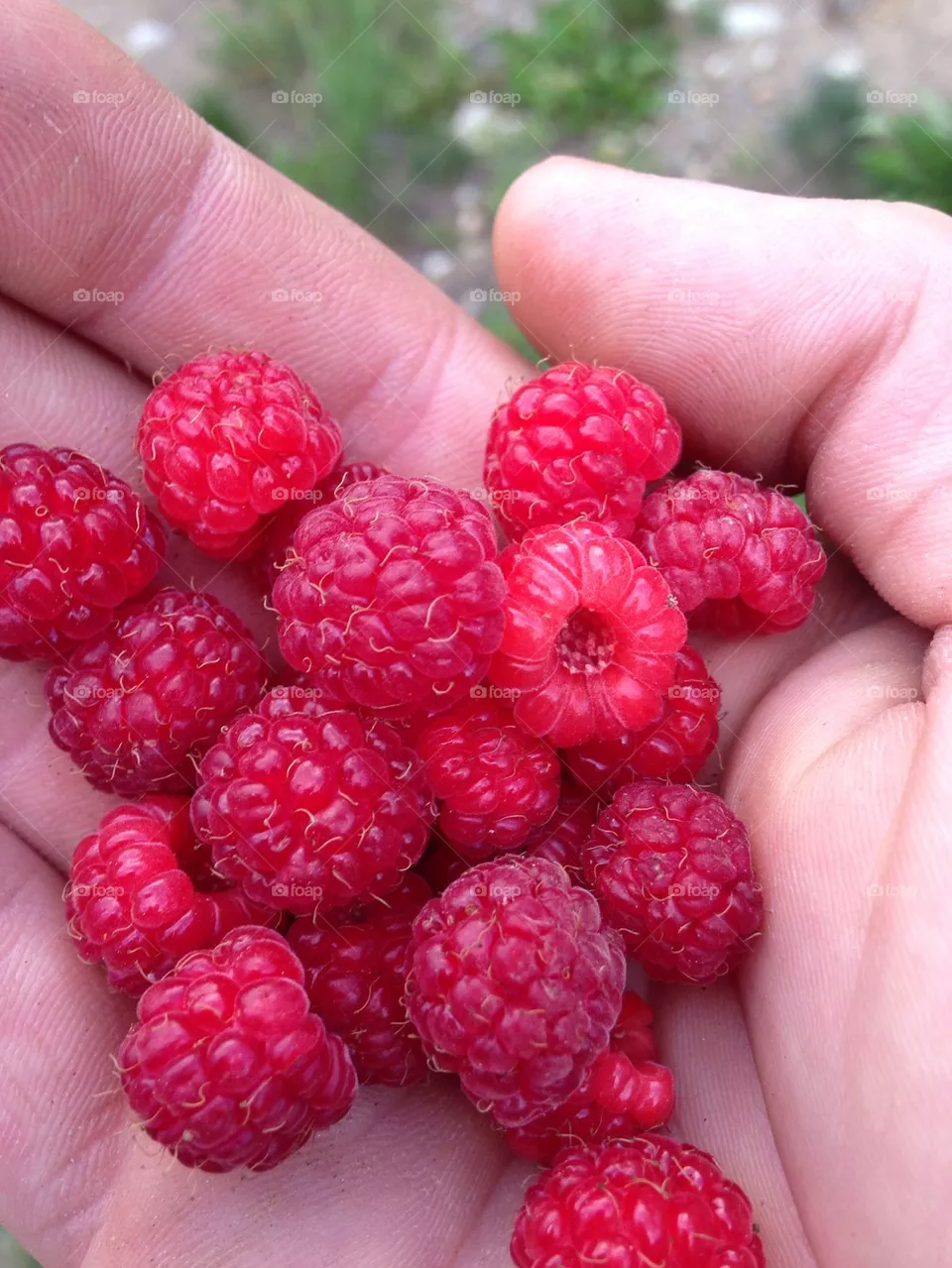 Berries