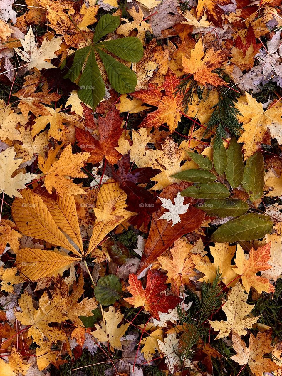 Colorful moment of autumn